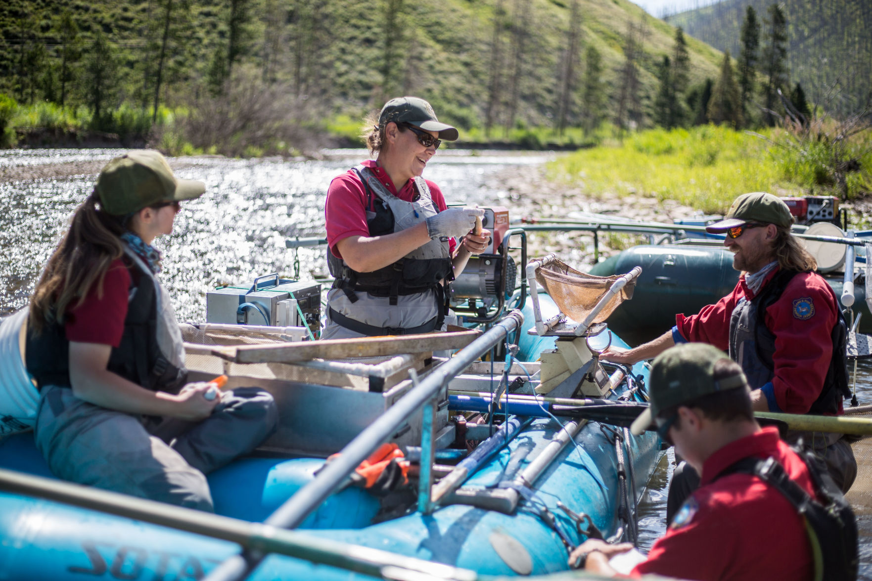 Whitefish population survey